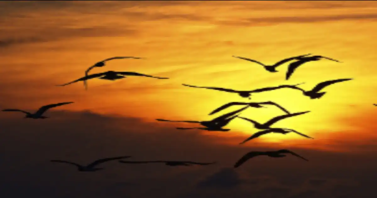 ImgResizer 20250416 1339 53283.webp